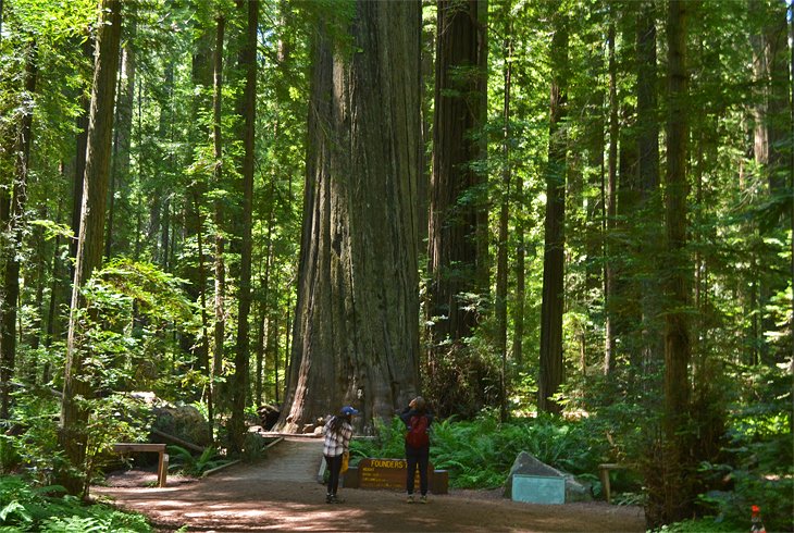 Humboldt Redwoods State Park