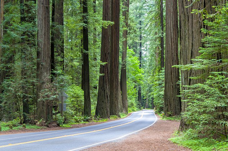 Redwood Highway