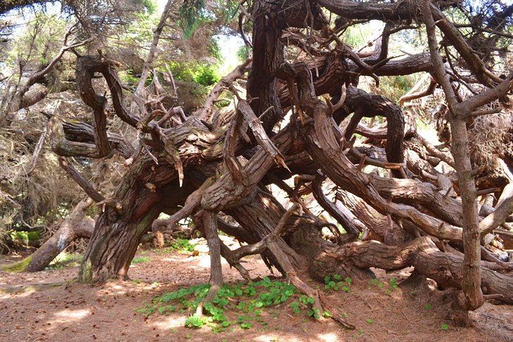 Stunted tree at Jug Handle State Natural Reserve