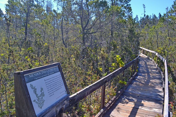 Pygmy Forest