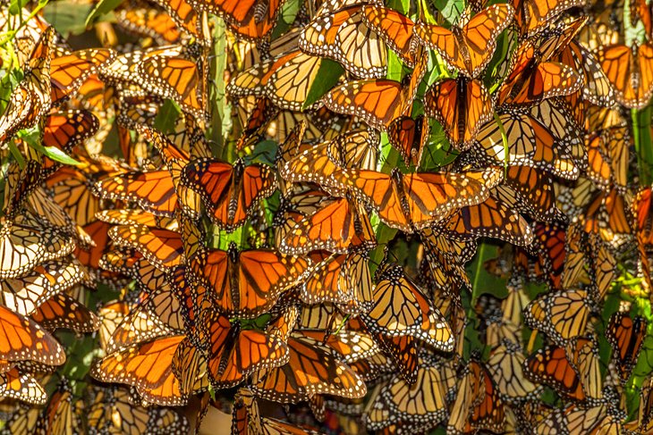 Monarch Butterfly Grove