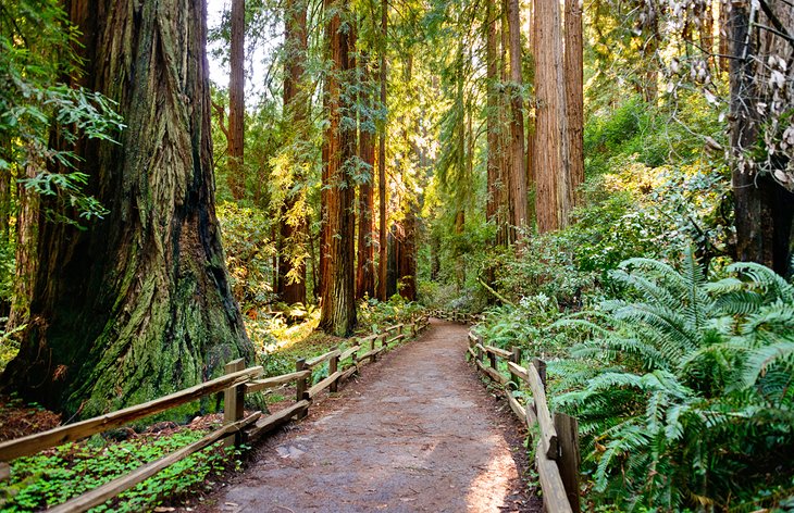 Path through Muir Woods