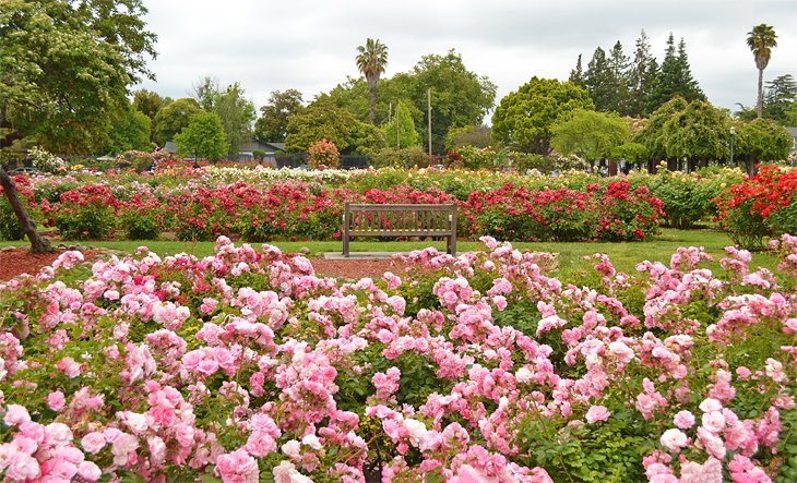 Municipal Rose Garden