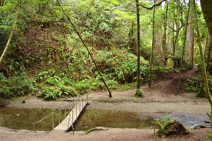 Hiking path in Forest of Nisene Marks State Park