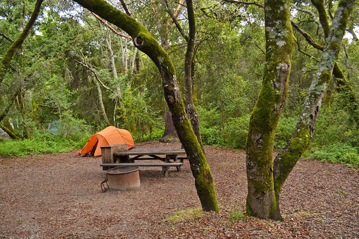 Henry Cowell Redwoods State Park Redwood loop