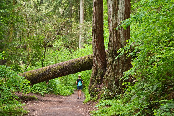 Hiker in the redwoods
