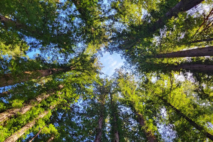 Giant redwoods in the Henry Cowell Redwoods State Park
