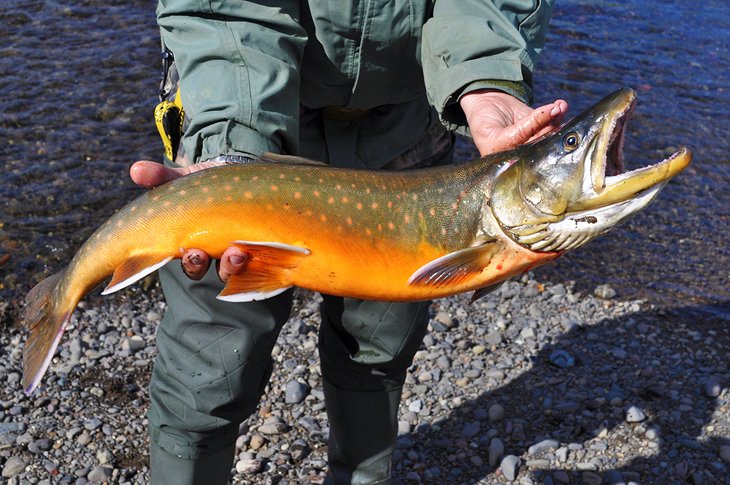 A large Arctic char