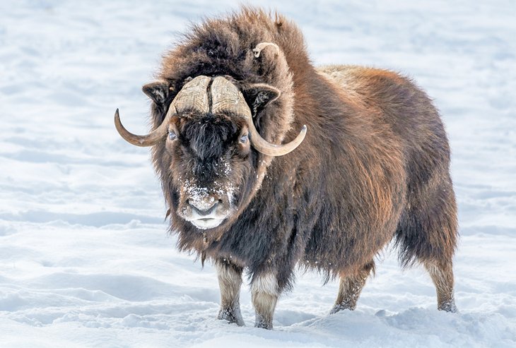 Muskox in Nunavut