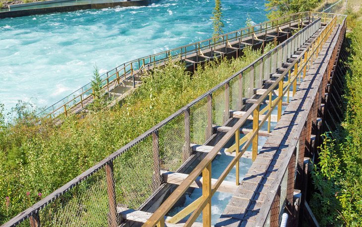 Whitehorse Fishladder