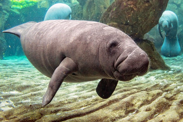 Manatees in the Crystal River