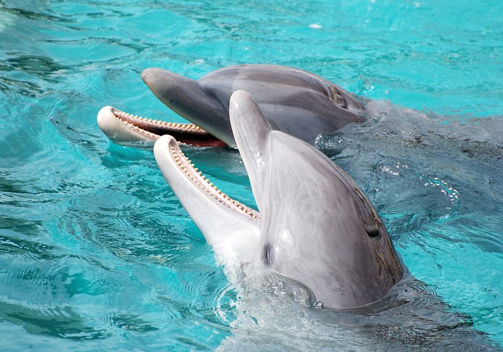 Dolphins in Cozumel