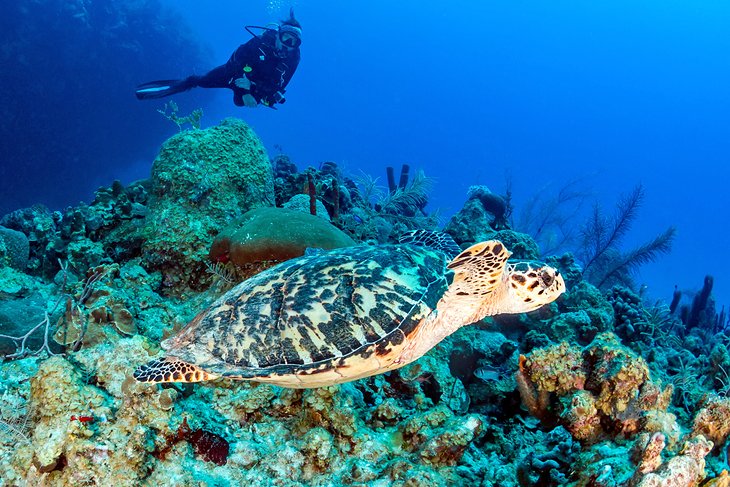 Turtle and diver off Cozumel