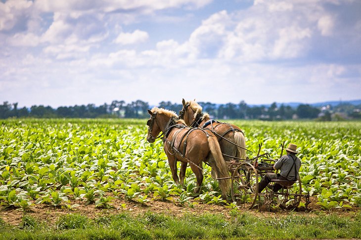 An Amish farmer in Pennsylvania Dutch Country