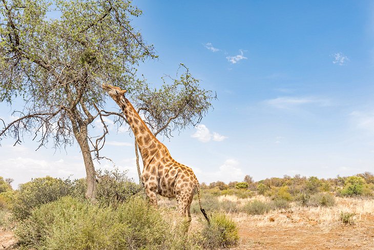 A giraffe at the Franklin Nature Reserve on Naval Hill