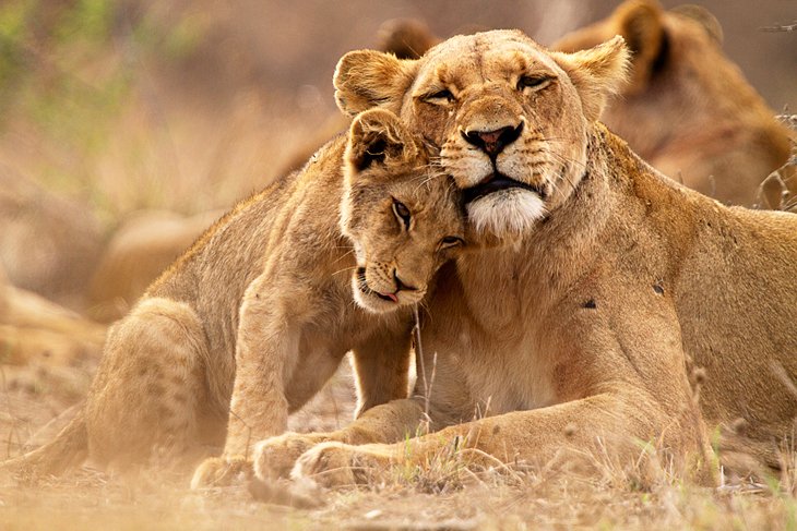 Lioness and cub in Kruger National Park