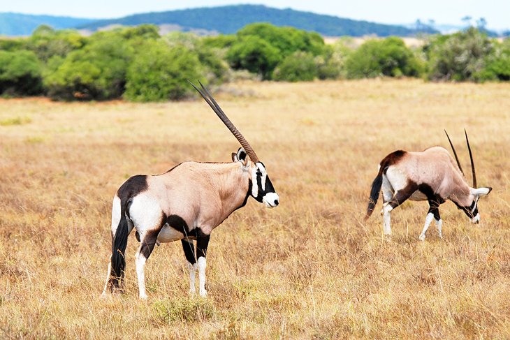 Gemsbok at the Shamwari Private Game Reserve