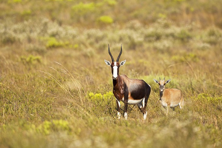 Bontebok antelope and calf at Bontebok National Park