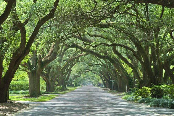 Oak-lined street in Aiken