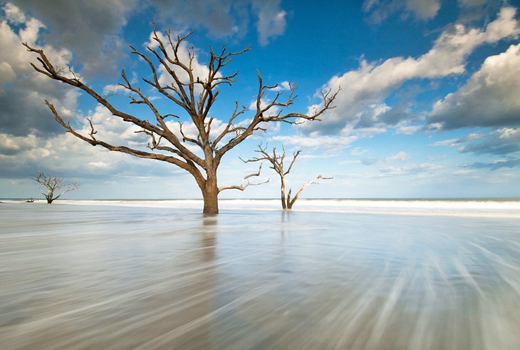 Trees in the surf at "Boneyard Beach," Botany Bay, Edisto Island