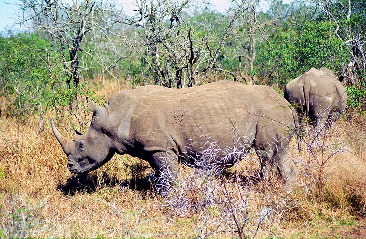 White rhinos in Mkhaya Game Reserve