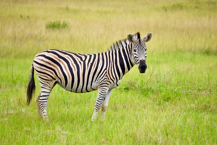 Zebra in the Mlilwane Wildlife Sanctuary
