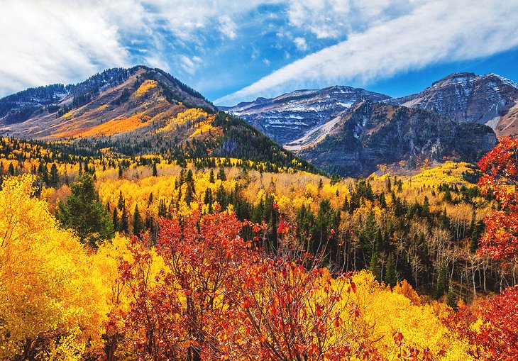 Fall colors on Alpine Loop