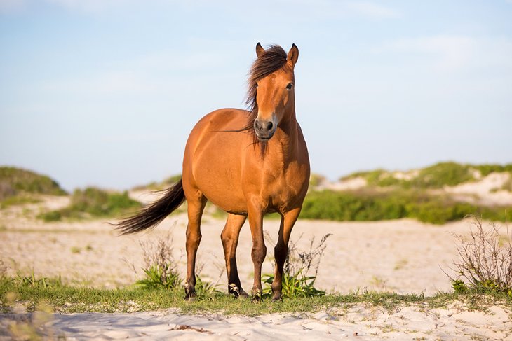 Wild pony on Assateague beach