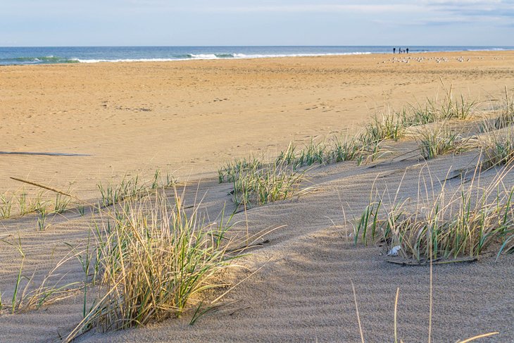 Sandbridge Beach dunes