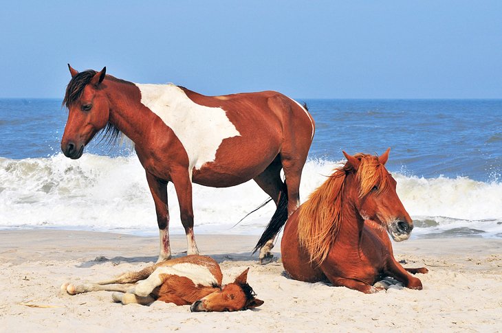 Wild ponies on Assateague Island