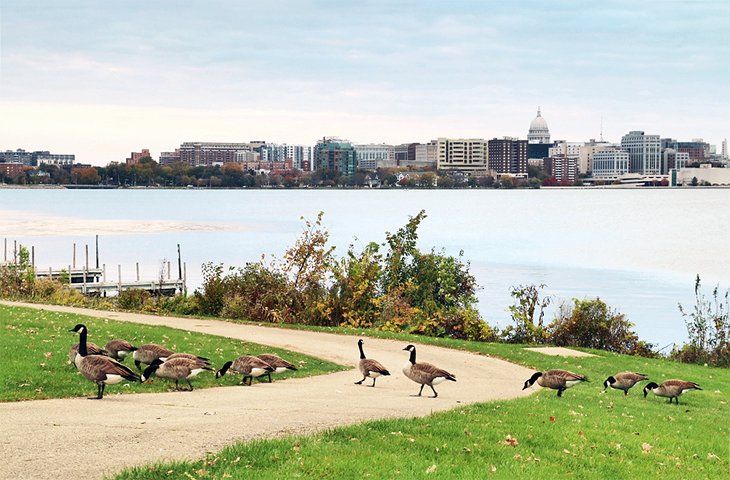 Canadian geese crossing the trail on Lake Monona