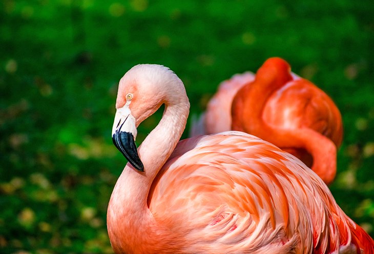 Flamingos at the Henry Vilas Zoo
