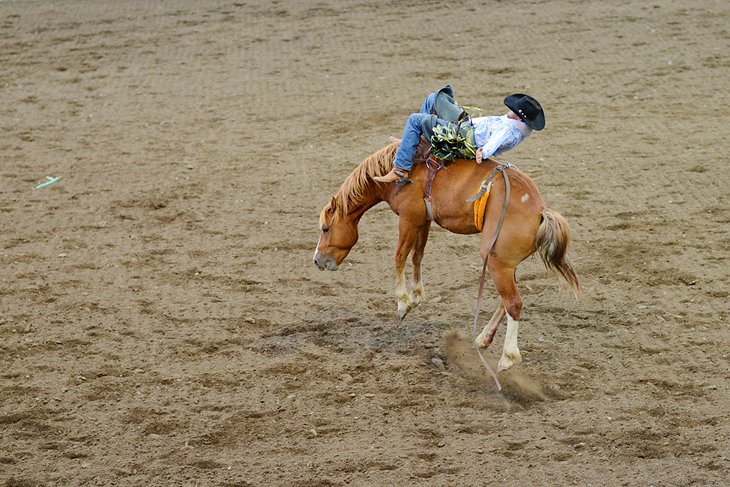 Las 12 mejores atracciones y cosas para hacer en Cody, WY