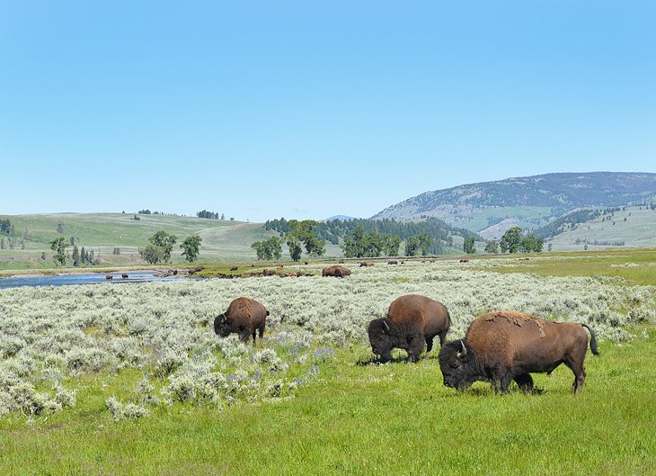 Bison grazing in Yellowstone's Lamar Valley
