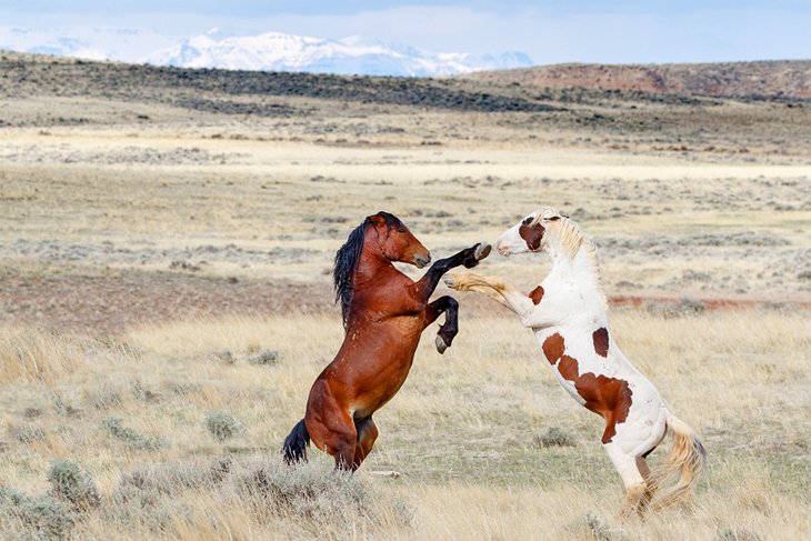 McCullough Peaks wild horses