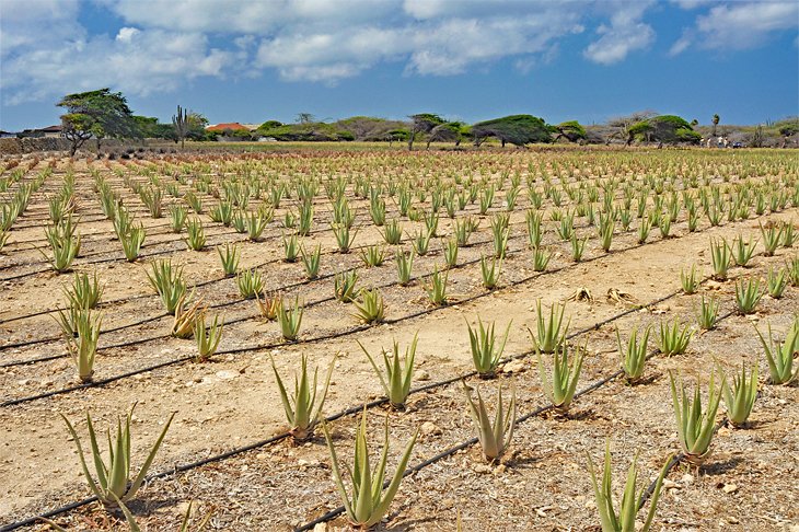 Aruba Aloe farm