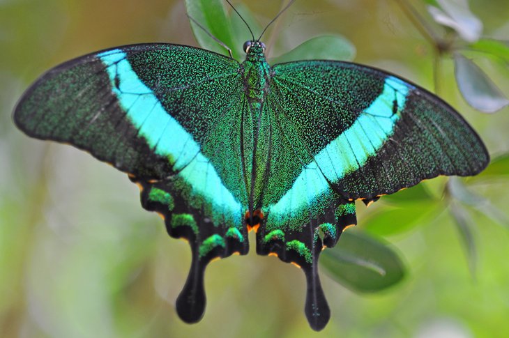 The Butterfly Farm