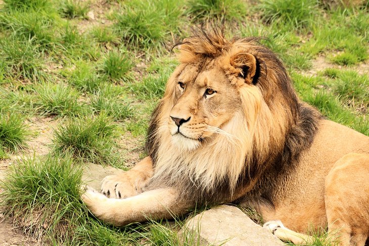 Male lion at the Antwerp Zoo