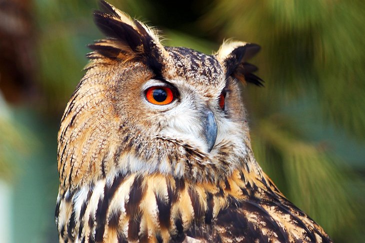 Owl at the Zwin Nature Park