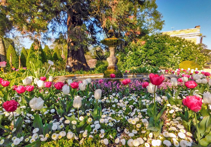 Spring blooms in the Leuven Botanical Garden