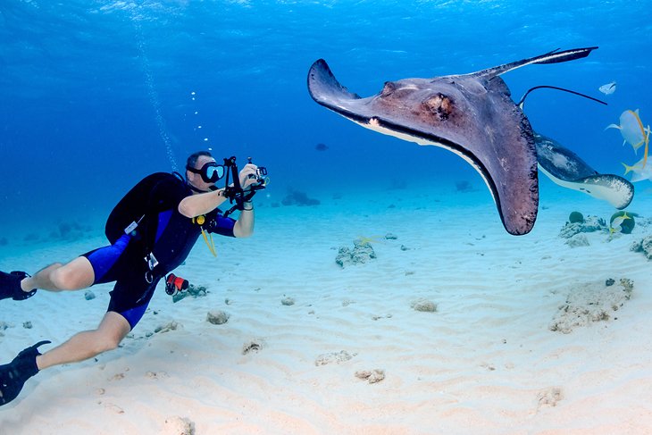 Diver photographing a stingray