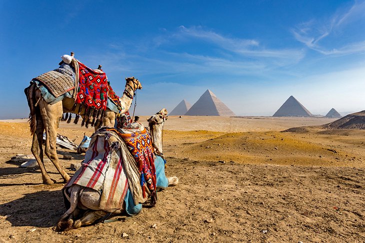 Camels in front of the Pyramids of Giza