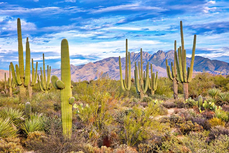 Cactus in the desert near Phoenix