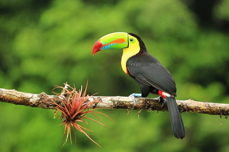 Keel-billed toucan in Costa Rica