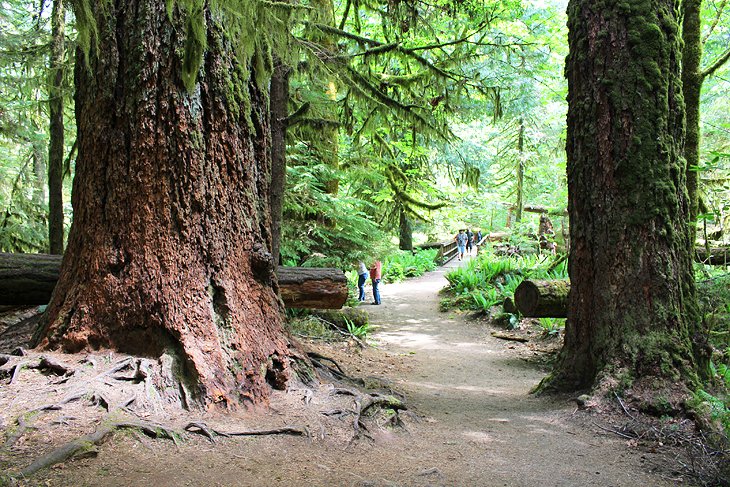 Cathedral Grove