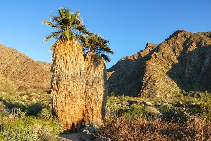 Palm Canyon, Anza-Borrego State Park