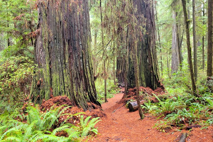 Path through the Redwood National and State Parks