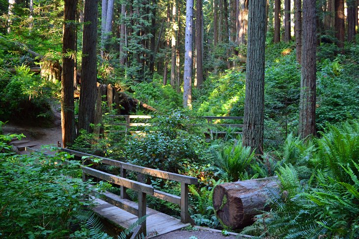 Arcata Community Forest and Redwood Park