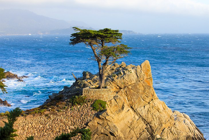 he Lone Cypress near Carmel-by-the-Sea