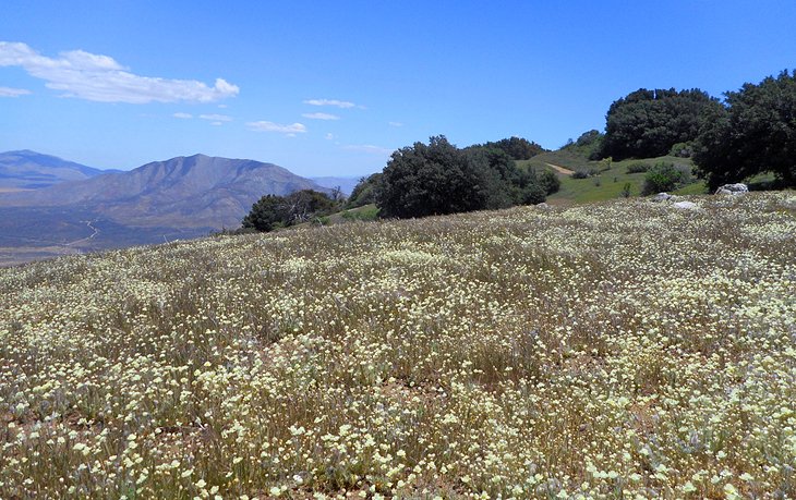 Wildflowers blooming at the Volcan Mountain Wilderness Preserve
